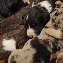 Bordoodle Puppies from Brisby Bordoodles