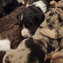 Bordoodle Puppies from Brisby Bordoodles