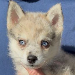 Dexter - Merle male Pomsky puppy in Spring Hill, Florida from PDQ Pomskies