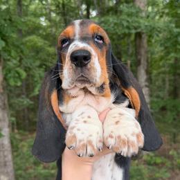 Arlo - Black brown and white male Basset Hound puppy in Red Bay, Alabama from Maple Street Bassets