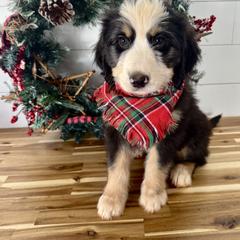 Assorted Doodle Crosses, Aussiedoodle, Australian Mountain Doodle, and Miniature Australian Shepherd Puppies from Aspen Mountain Doodles LLC