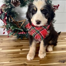 Assorted Doodle Crosses, Aussiedoodle, Australian Mountain Doodle, and Miniature Australian Shepherd Puppies from Aspen Mountain Doodles LLC
