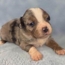 G4 - Blue merle female Miniature Australian Shepherd puppy in Citra, Florida from Southpaw Herders LLC