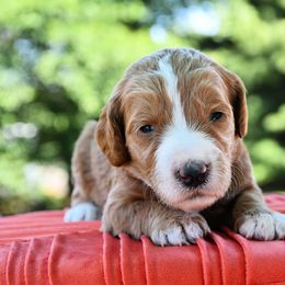Bernedoodle and Irish Doodle Puppies from Willow-Be Doodles