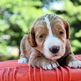 Bernedoodle and Irish Doodle Puppies from Willow-Be Doodles