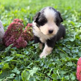 Mille Lacs Lake - Black & white male Miniature Australian Shepherd puppy in Priest River, Minnesota from Offgrid Aussies