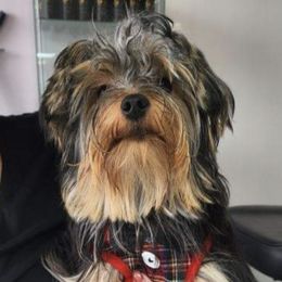 Yorkshire Terriers from Yorkies Parti of 4