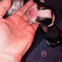 Grey - Black brown and white male Basset Hound puppy in Russellville, Kentucky from Morse's Basset Hounds