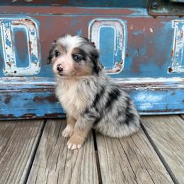 Boy 3 - Blue merle male Miniature Australian Shepherd puppy in Ellsworth, Kansas from Flying H Mini Aussies