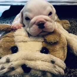 Bulldog Puppies from Pitts Kennel
