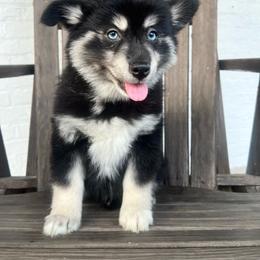 Luigi - Black and white male Pomsky puppy in Henderson, Kentucky from Paris Pomskies
