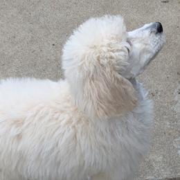 Poodle Puppies from Standard Hearts