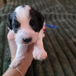 Blue- Harvest - male Cavapoochon puppy in Kountze, Texas from CaviCajun Kennels