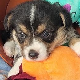 Maroon bandana boy - Black and tan male Pembroke Welsh Corgi puppy in Cherokee, Oklahoma from MCS Farms-OK