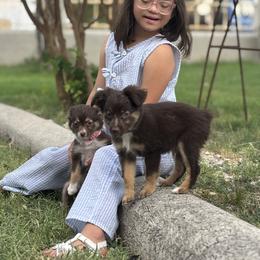 Toy Australian Shepherd Puppies from Carlsbad Toy Aussies