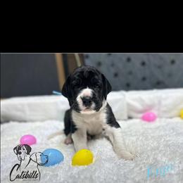 Enja - Mantle female Great Dane puppy in Liberty, New York from Catskills Greatest Danes