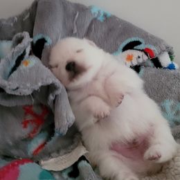 Pomeranian Puppies from Paradise Point Pomeranians