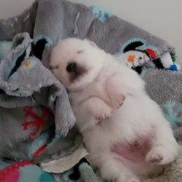 Pomeranian Puppies from Paradise Point Pomeranians