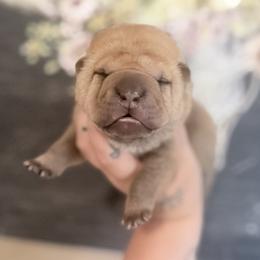 Oak - Fawn male Chinese Shar-Pei puppy in Lehigh Acres, Florida from Florida Wrinkles