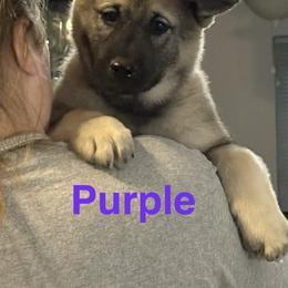 Norwegian Elkhound and Papillon Puppies from Mikanon