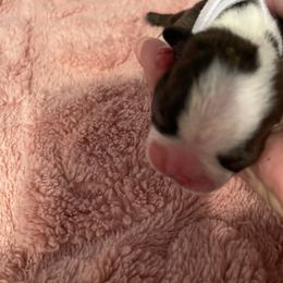 Debbie - Black brindle and white female Boston Terrier puppy in Johnstown, Colorado from R&M Bostons