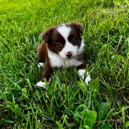 Marlboro - Red & white male Miniature Australian Shepherd puppy in Mount Carmel, Tennessee from Hill Top Mini Aussies