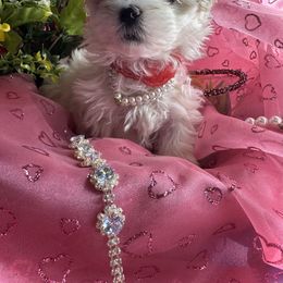 Maltese Puppies from The Royal Furbabies