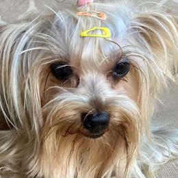 Yorkshire Terriers from Yorkies702