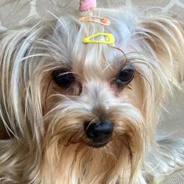 Yorkshire Terriers from Yorkies702
