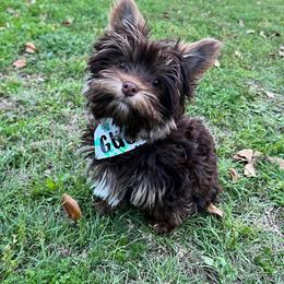 Yorkshire Terrier All Grown Up from Betterthan Chocolate Yorkies