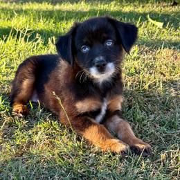 AnW - Black tri male Miniature Australian Shepherd puppy in Lincoln, California from Country Dreams Mini Aussies