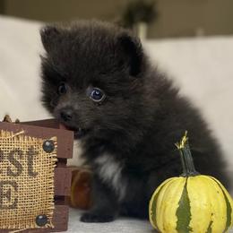Pomeranian Puppies from Partain Poms