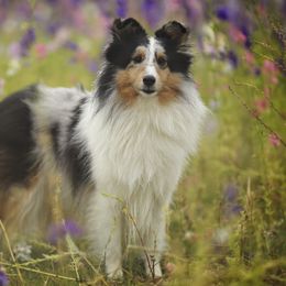 Shetland Sheepdog All Grown Up from Promise Shelties