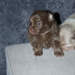 Buttercup - Chocolate female Pomeranian puppy in Saint Ignatius, Montana from Pomeranians Montana