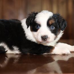 Amelie - Black tri female Miniature Australian Shepherd puppy in Hamilton, Montana from North Lake Aussies