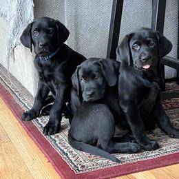 Labrador Retriever Puppies from Branley's Riverside Labradors