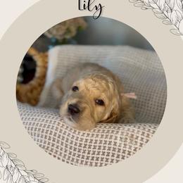 Lily - Apricot female Goldendoodle puppy in Asheboro, North Carolina from Magnolia Farm Doodles