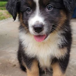 Briar (Heavens 9 Briar Meadow In Bloom) - Black tri-color Australian Shepherd puppy in Fresno, California from Heaven's 9