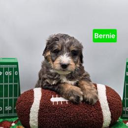Vixen- Green collar - Blue merle male Bernedoodle puppy in Summerville, South Carolina from Channys Doodles