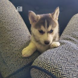 Jill - Gray and white female Pomsky puppy in Blackfoot, Idaho from Snake River Pomskys