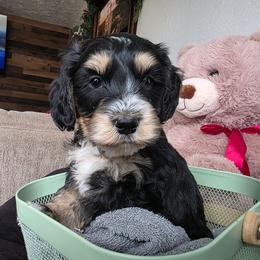 Iron Man - Tri-color male Bernedoodle puppy in Blackfoot, Idaho from Draper Mountain Doodles