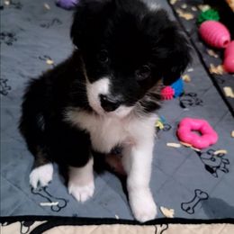 Salem - Black tri-color female Australian Shepherd puppy in Lubbock, Texas from Barn Raised Aussies