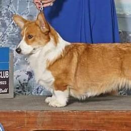 Nova - Cardigan Welsh Corgi