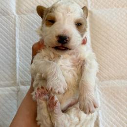 White and Red Bicolor 1 - Red male Bernedoodle puppy in Brooksville, Florida from Kruger Doodles