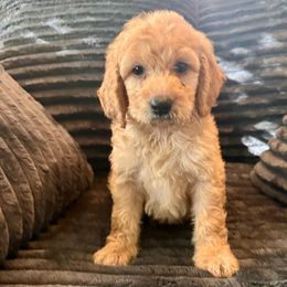 Patriot - Cream male Goldendoodle puppy in Pensacola, Florida from Goldendoodles Love You in Pensacola Friend Edition