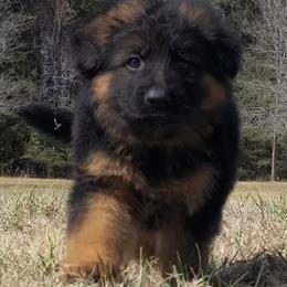 Walker - Tan Collar - Black and red male German Shepherd puppy in Charlotte, North Carolina from Zuflucht K9s