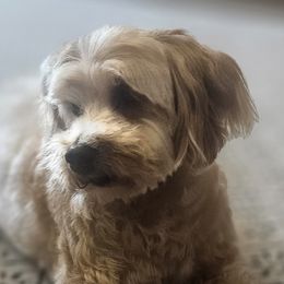 Cricket - Goldendoodle