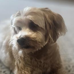 Cricket - Goldendoodle