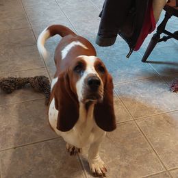 Basset Hound Puppies from Out Law Hounds Den