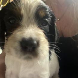 English Springer Spaniel All Grown Up from Angel English Springer Spaniels